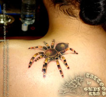 tarantula spider tattoo, spider tattoo, 3d tarantula tattoo,3d spider tattoo , permanent tattoo, permanent make up tattoo, cosmetic tattoo, eyebrow tattoo, same permanent makeup,3d tattoos, guptram , gupt ram, tattoo shop in delhi, best attoo artist 